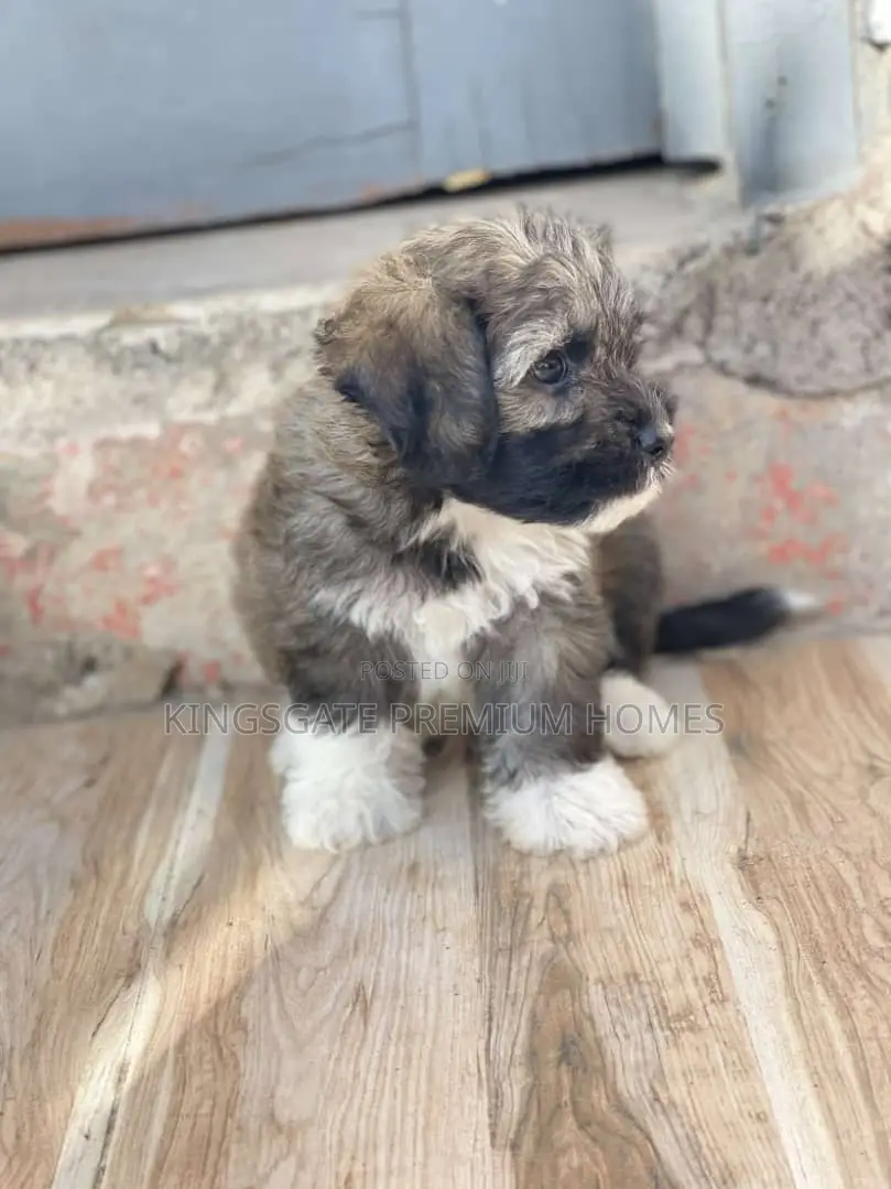 1-3 months Female Purebred Poodle
