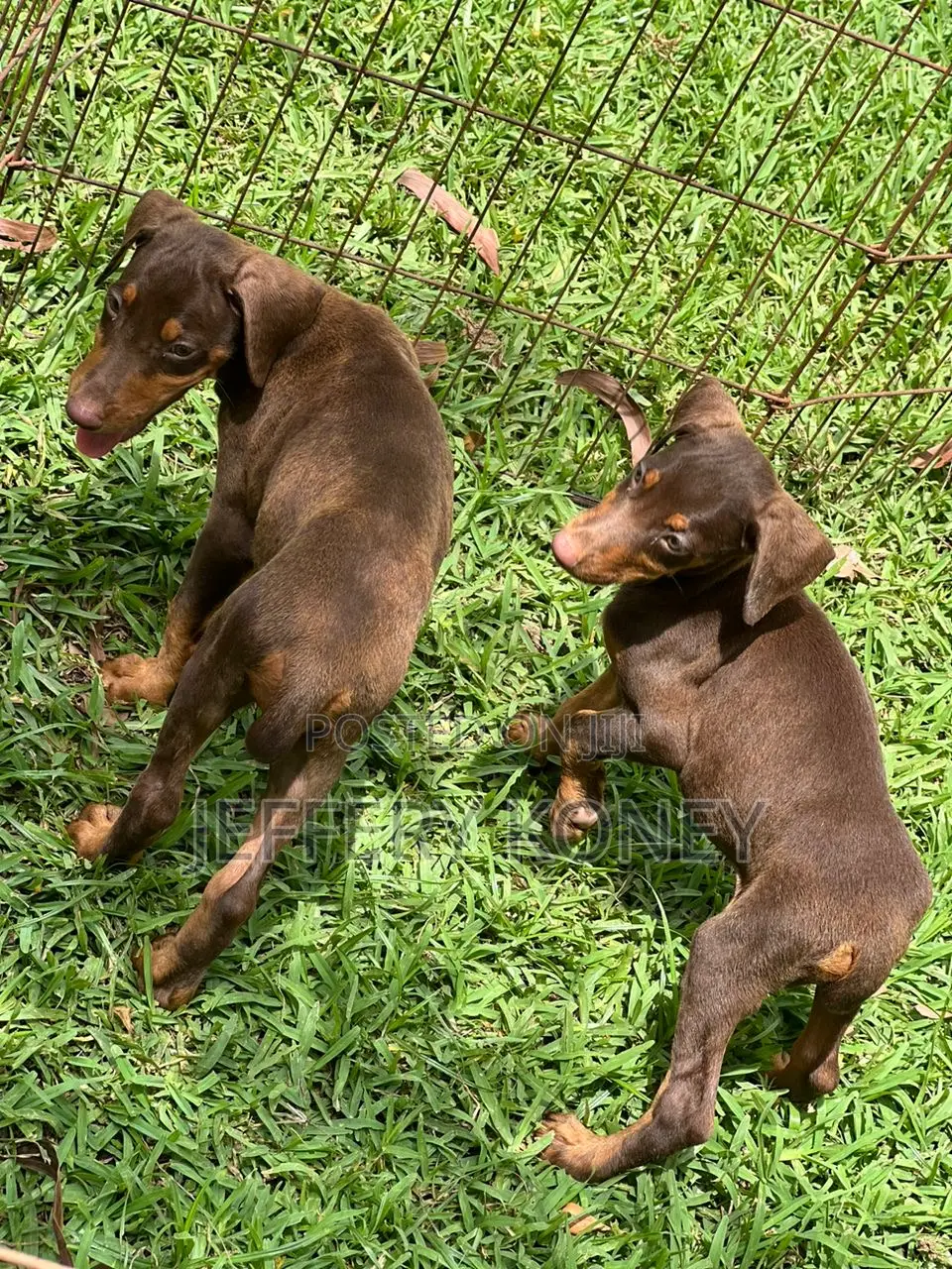 1-3 months Female Purebred Doberman Pinscher