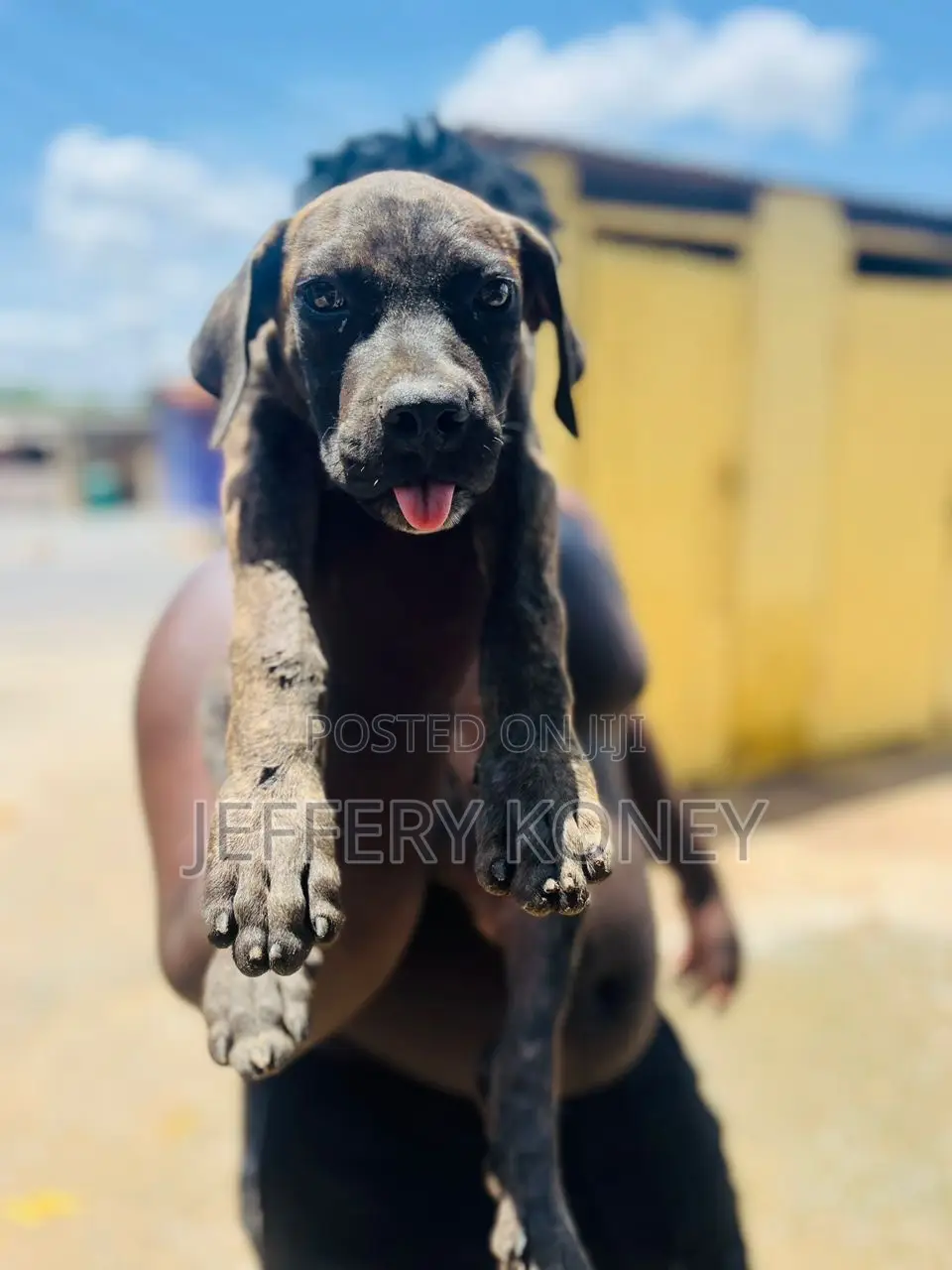 1-3 months Male Purebred Boerboel