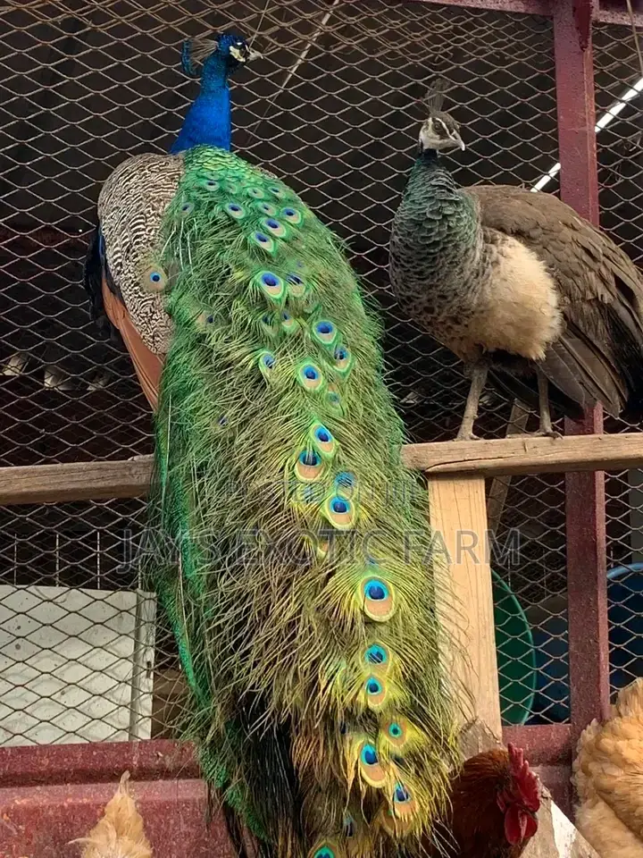 Beautiful And Healthy Peacocks Available For Sale