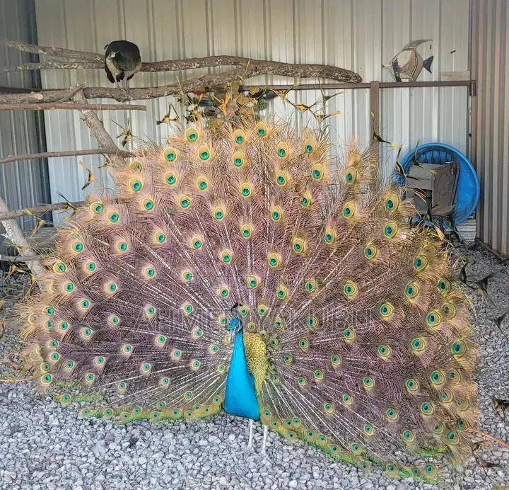 Beautiful And Healthy Peacocks Available For Sale