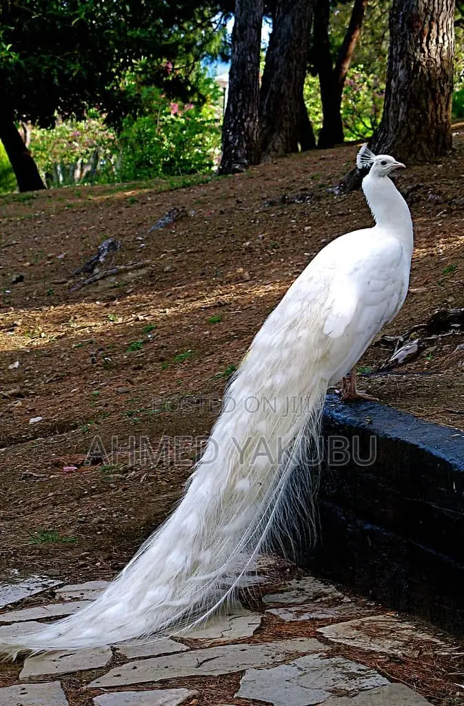 Beautiful And Healthy Peacocks Available For Sale
