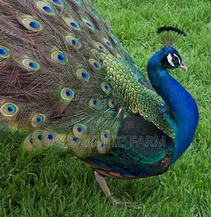 Beautiful And Healthy Peacocks Available For Sale