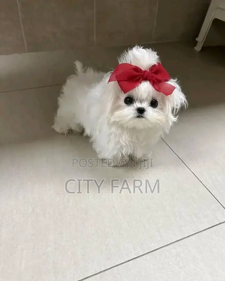 1-3 months Female Purebred Maltese