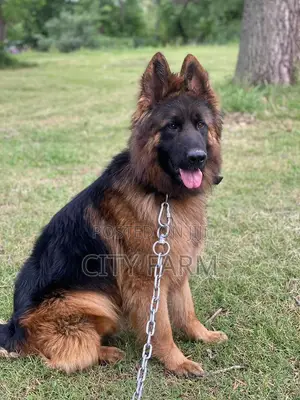 3-6 months Female Purebred German Shepherd