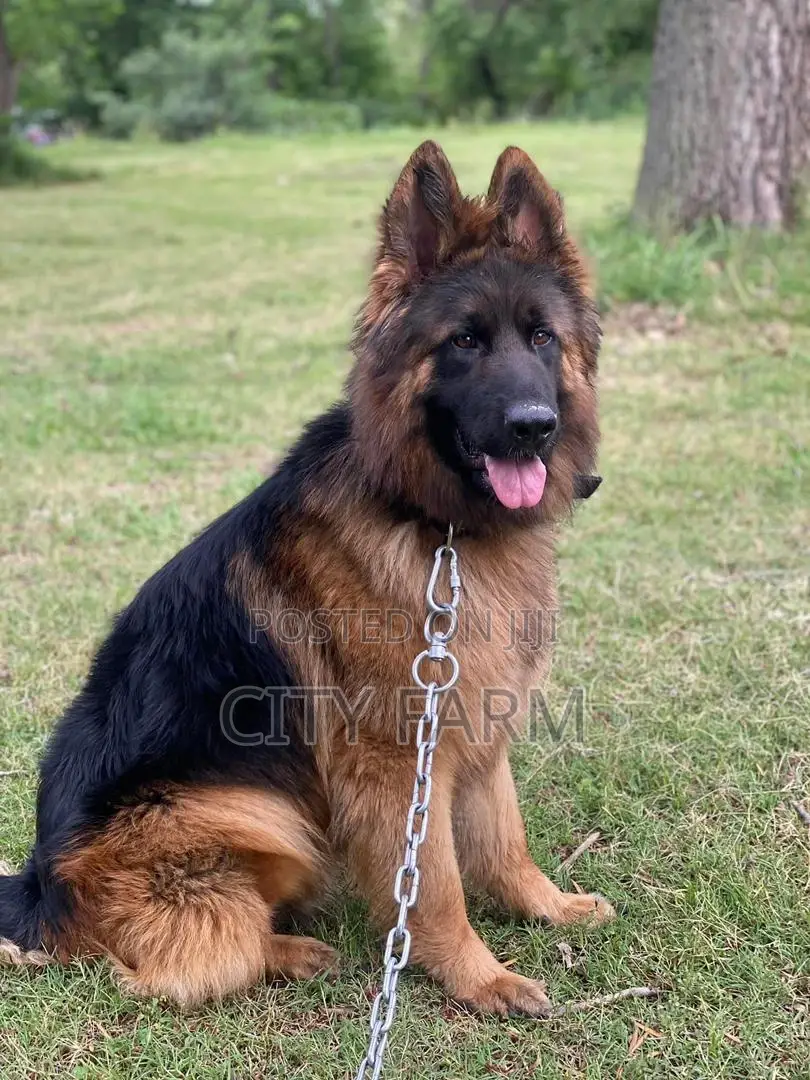 3-6 months Female Purebred German Shepherd