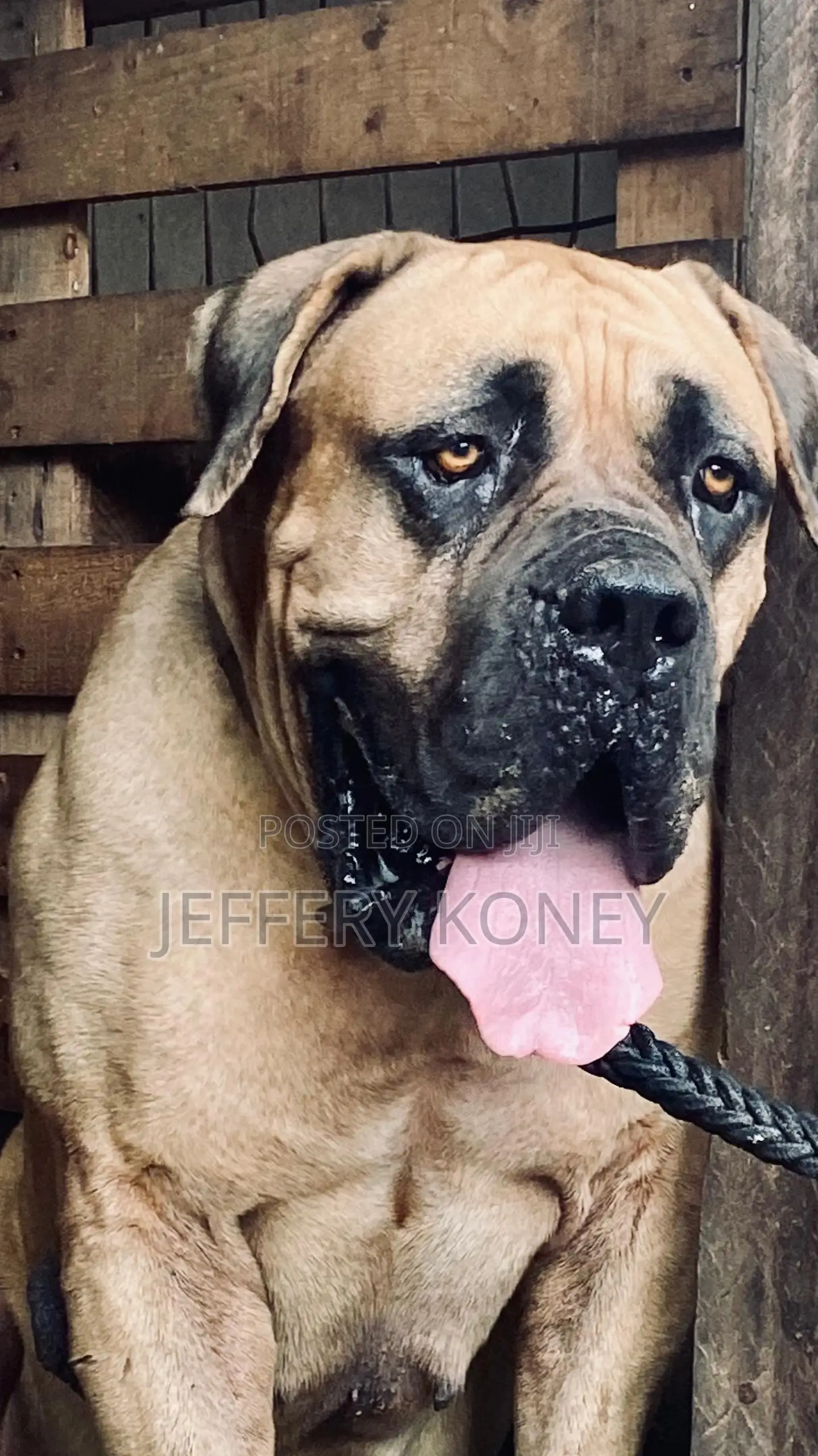 Pedigree Boerboel Available for Stud
