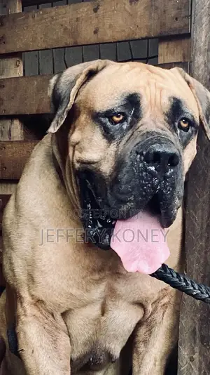 Pedigree Boerboel Available for Stud