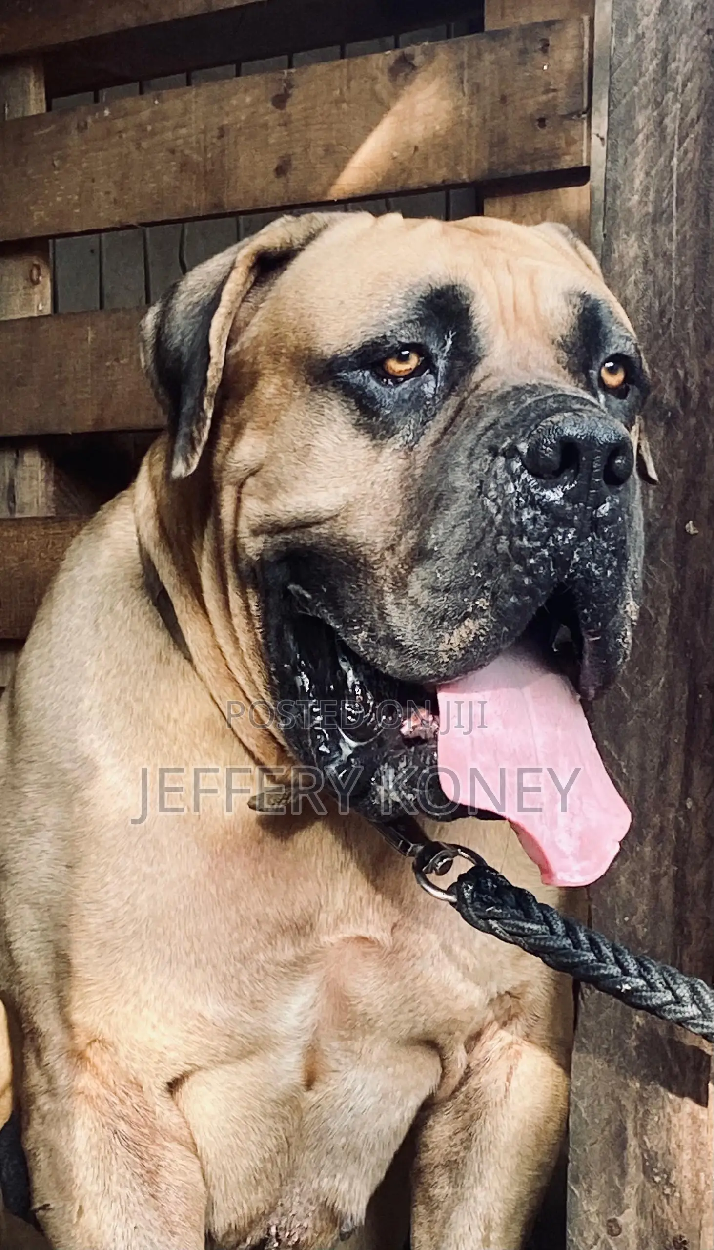 Pedigree Boerboel Available for Stud