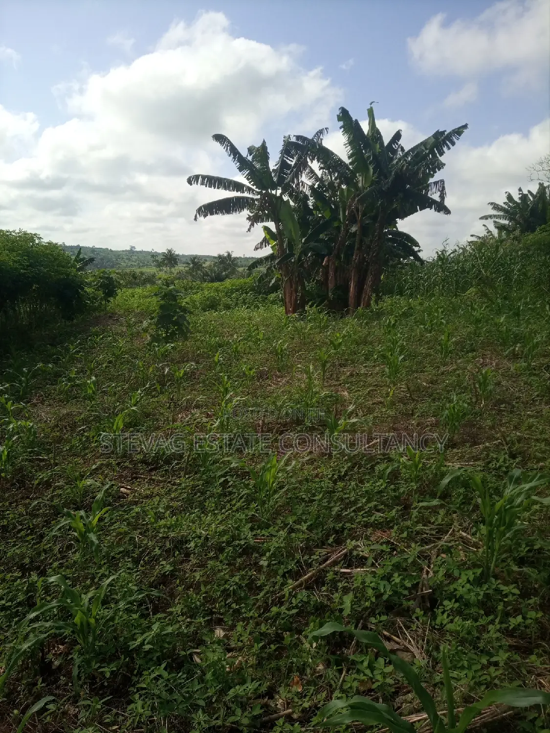 Alpha Land for Sale at Gomoa Buduatta