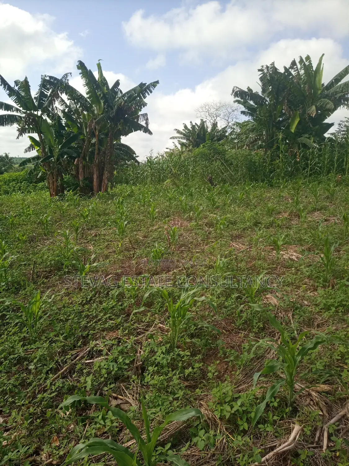 Alpha Land for Sale at Gomoa Buduatta