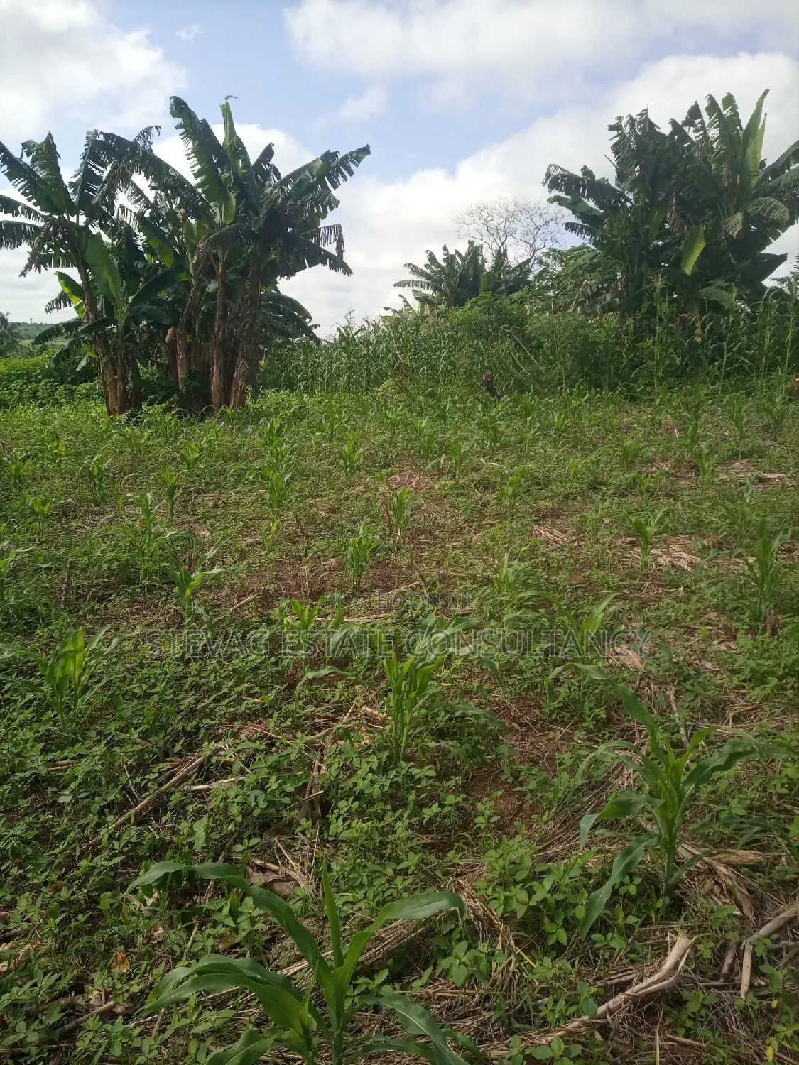 Alpha Land for Sale at Gomoa Buduatta