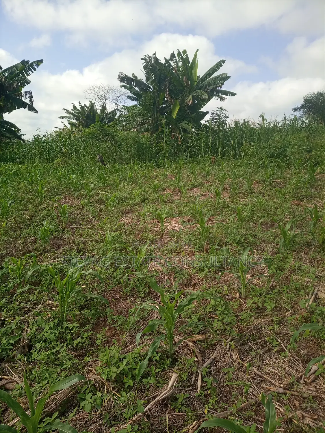 Alpha Land for Sale at Gomoa Buduatta