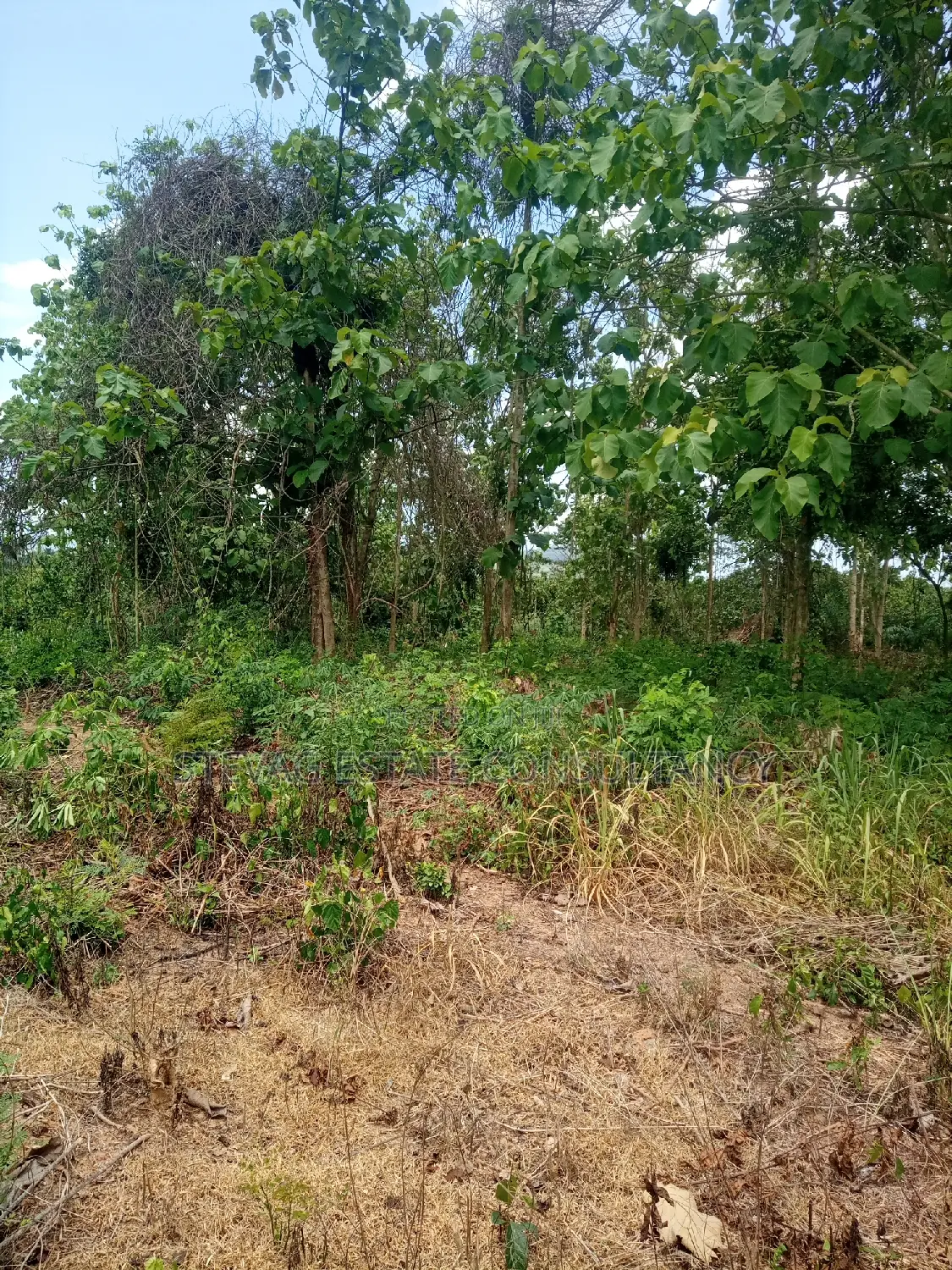Alpha Land for Sale at Gomoa Buduatta