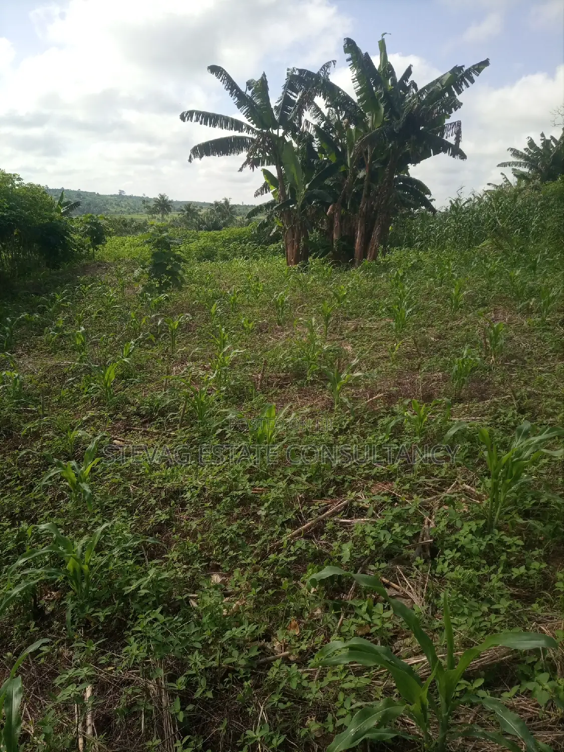 Alpha Land for Sale at Gomoa Buduatta