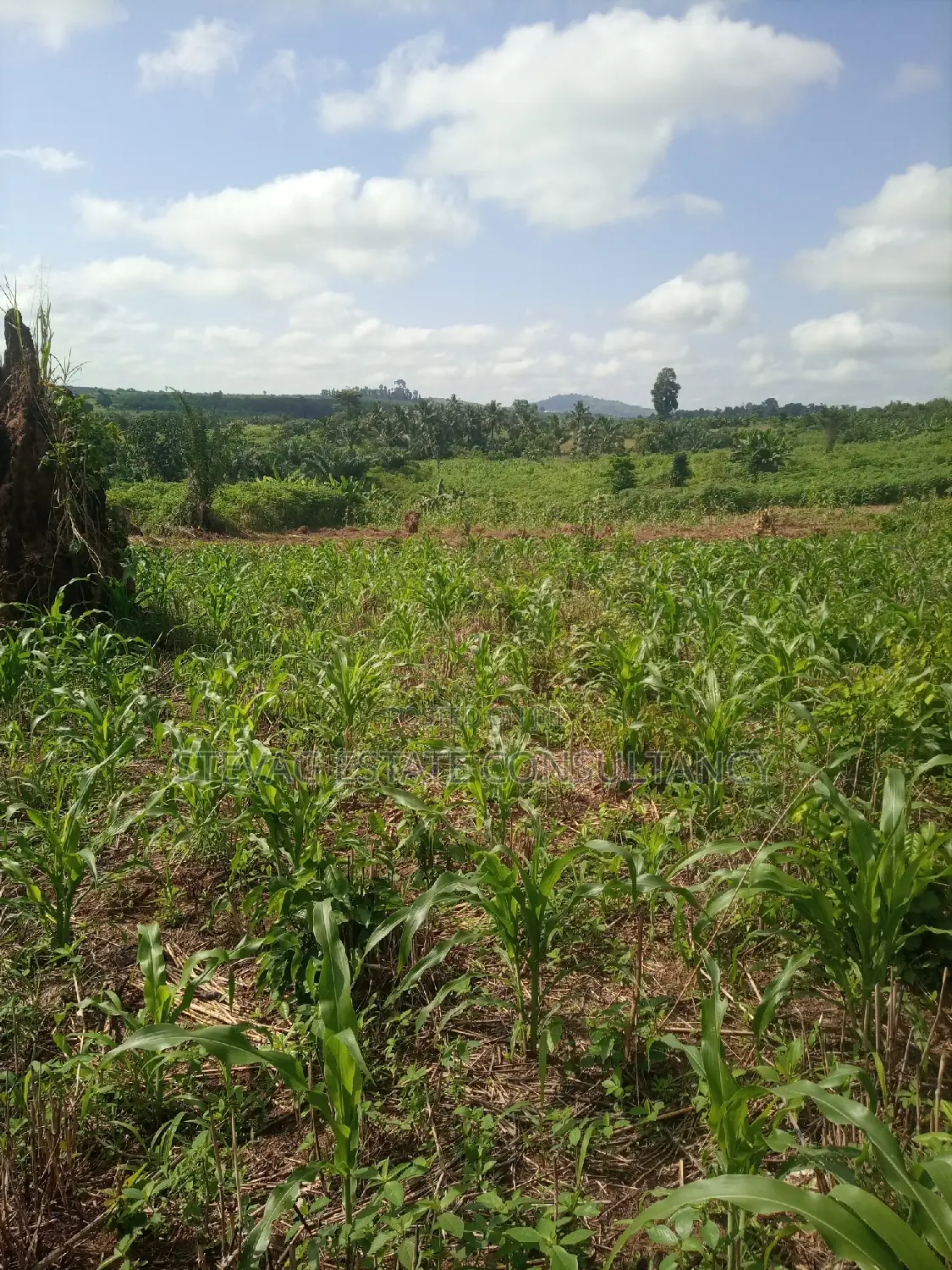 Alpha Land for Sale at Gomoa Buduatta