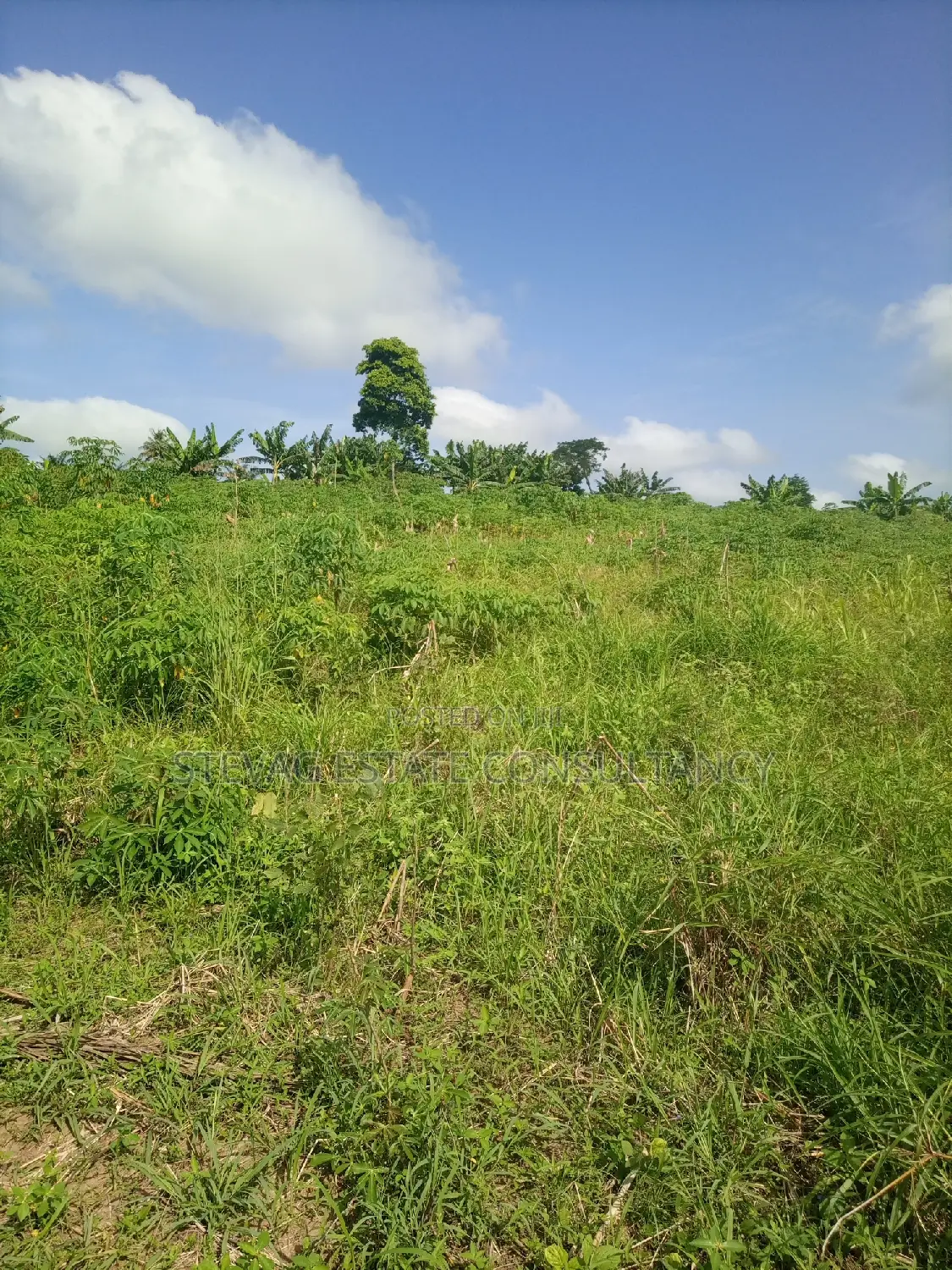 Alpha Land for Sale at Gomoa Buduatta