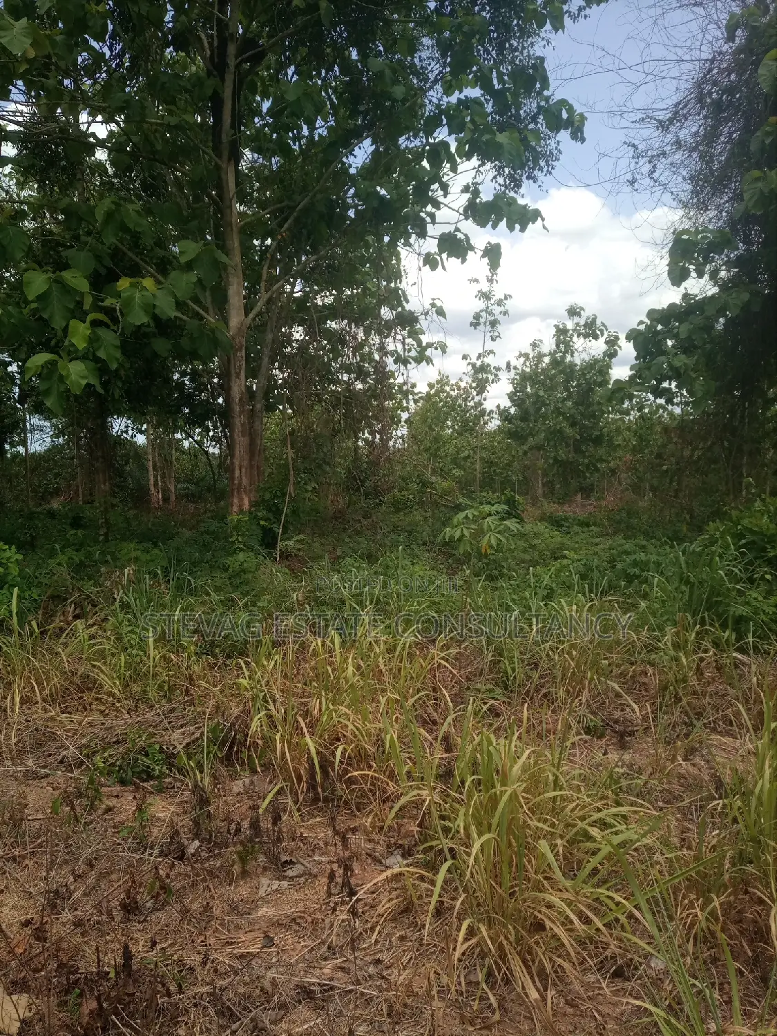 Alpha Land for Sale at Gomoa Buduatta