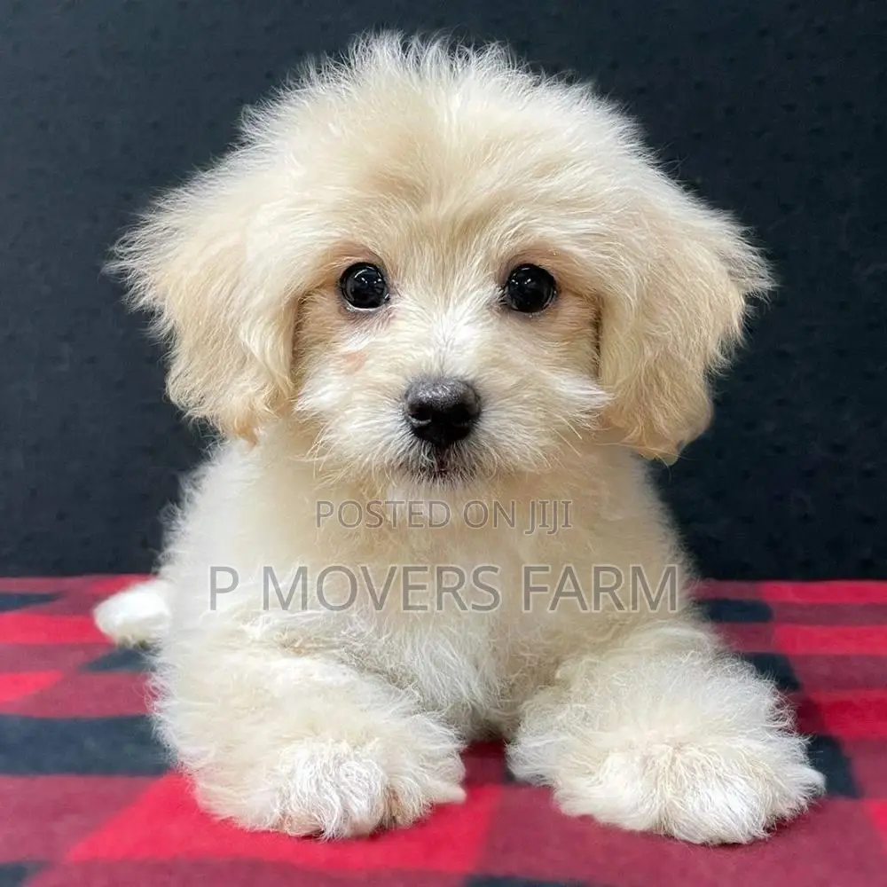 1-3 months Female Purebred Maltese