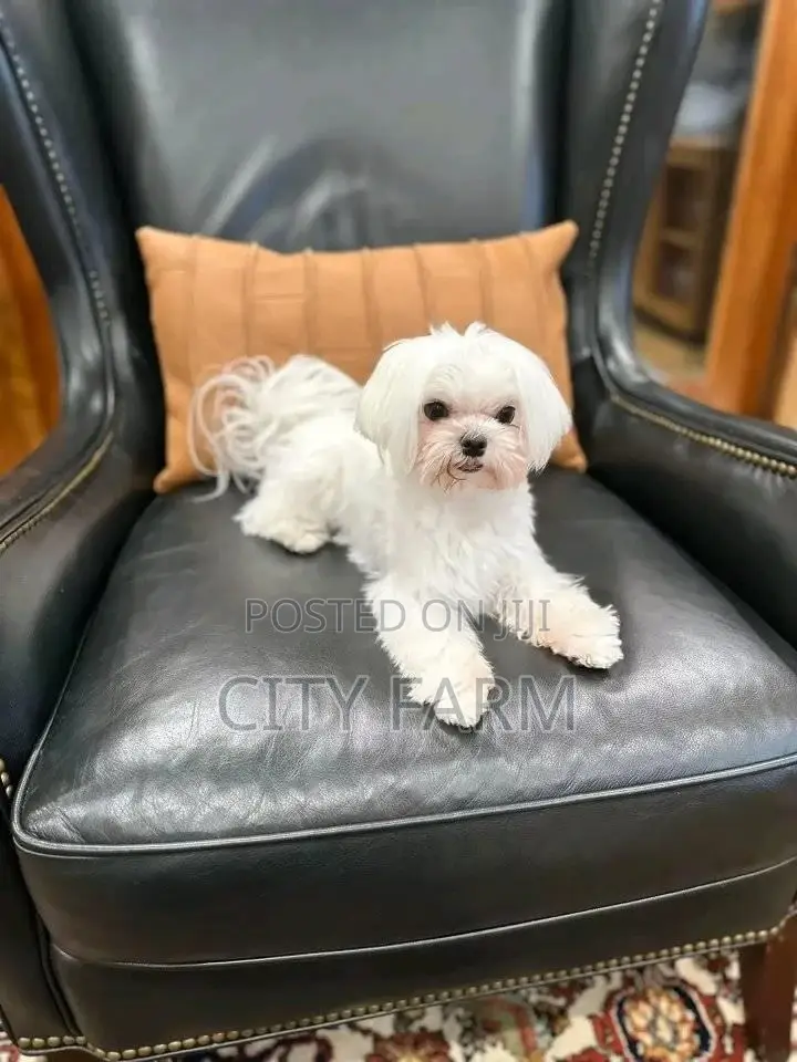 3-6 months Female Purebred Maltese