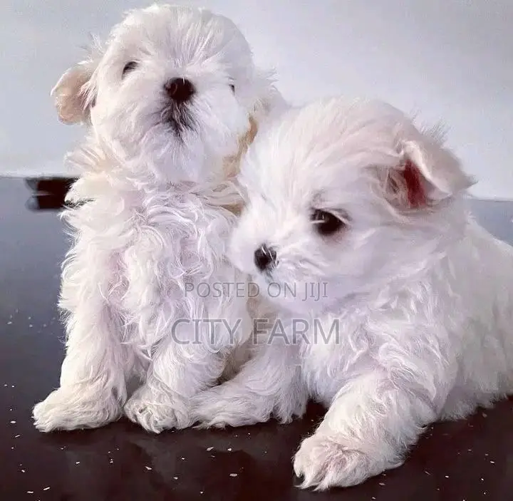 1-3 months Female Purebred Maltese