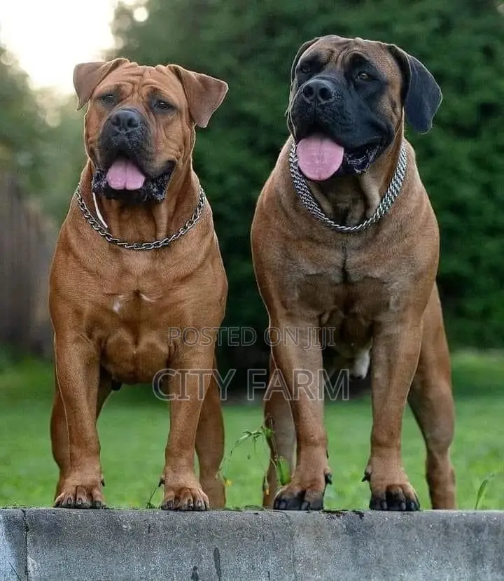 1-3 months Male Purebred Boerboel
