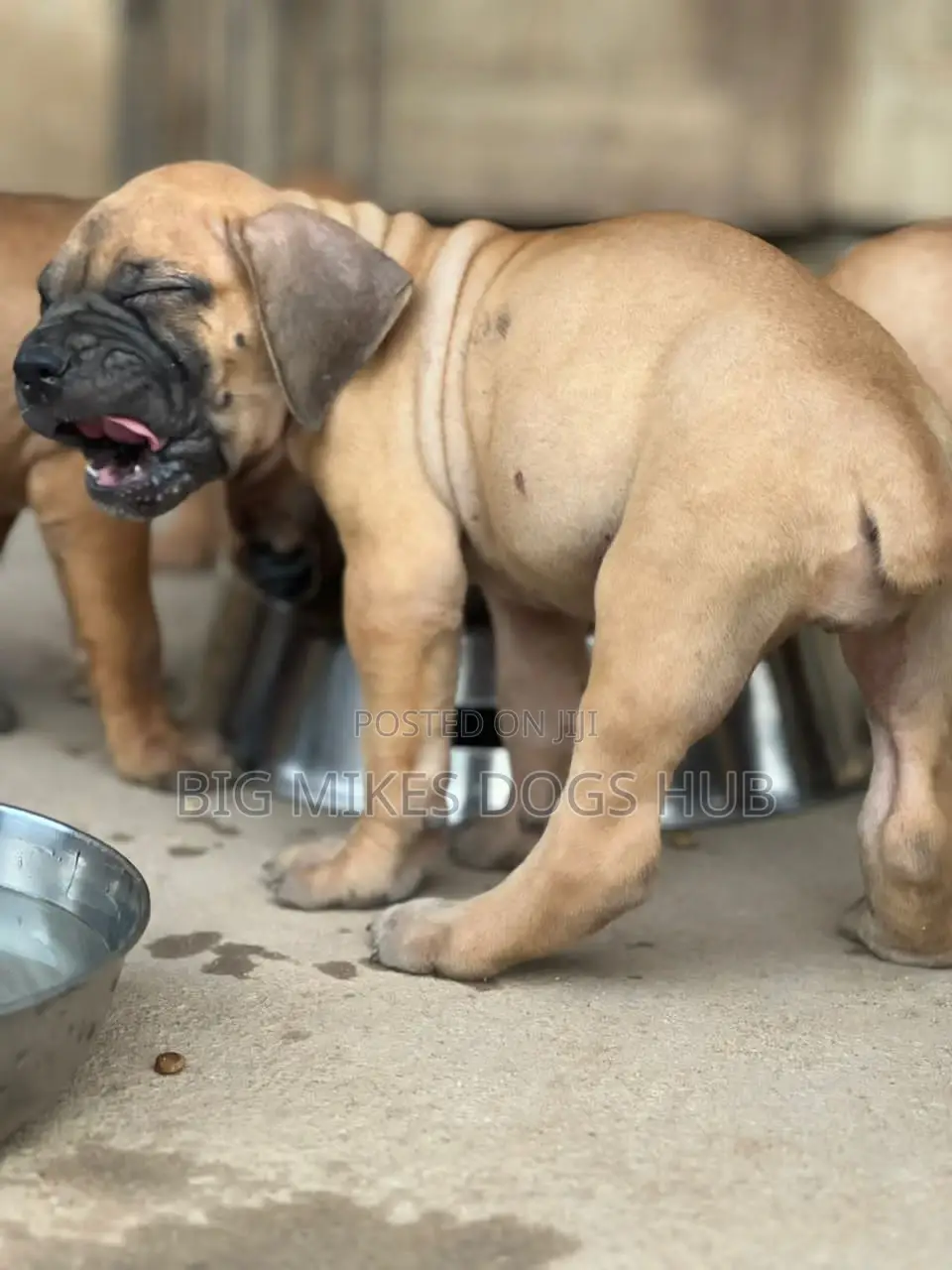 1-3 months Male Purebred Boerboel