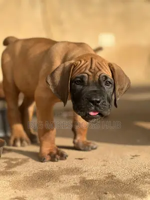 1-3 months Male Purebred Boerboel