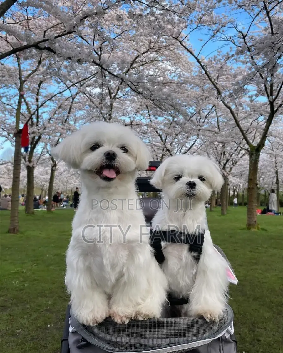 1-3 months Female Purebred Lhasa Apso