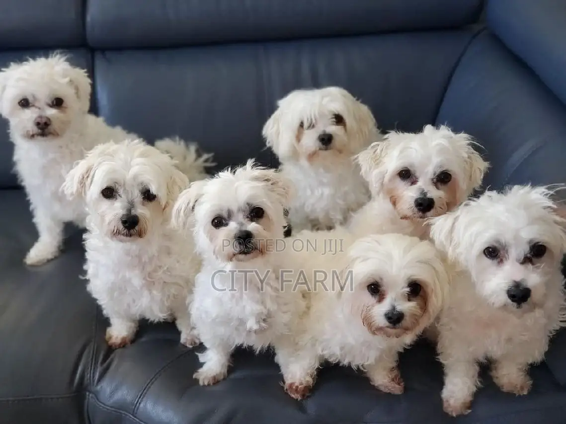 1-3 months Male Purebred Maltese