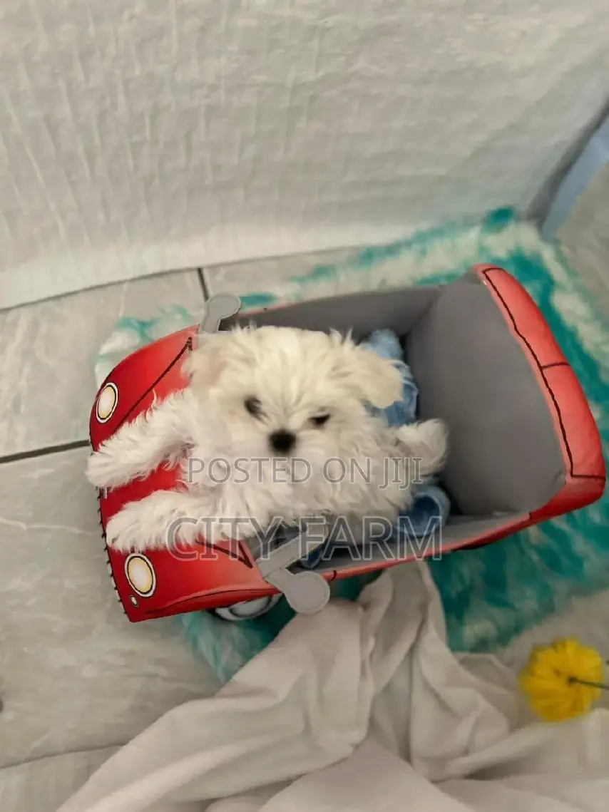 1-3 months Male Purebred Maltese