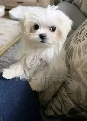 1-3 months Female Purebred Maltese