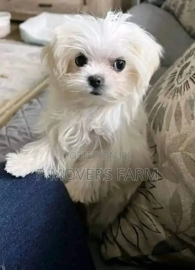 1-3 months Female Purebred Maltese