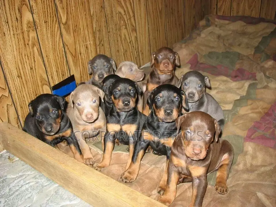 1-3 months Male Purebred Doberman Pinscher
