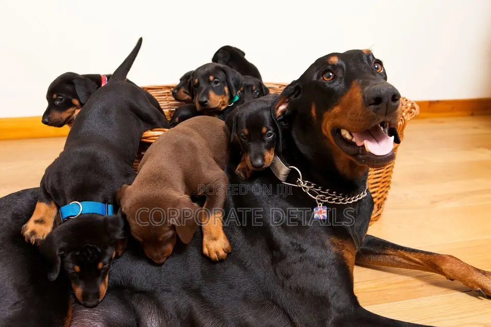 1-3 months Male Purebred Doberman Pinscher