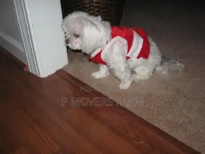 1-3 months Male Purebred Poodle