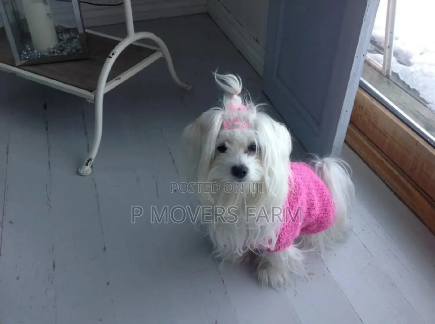 1-3 months Female Purebred Maltese