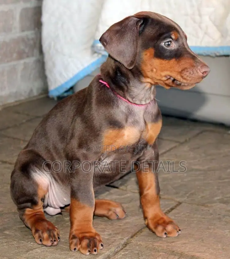 1-3 months Male Purebred Doberman Pinscher