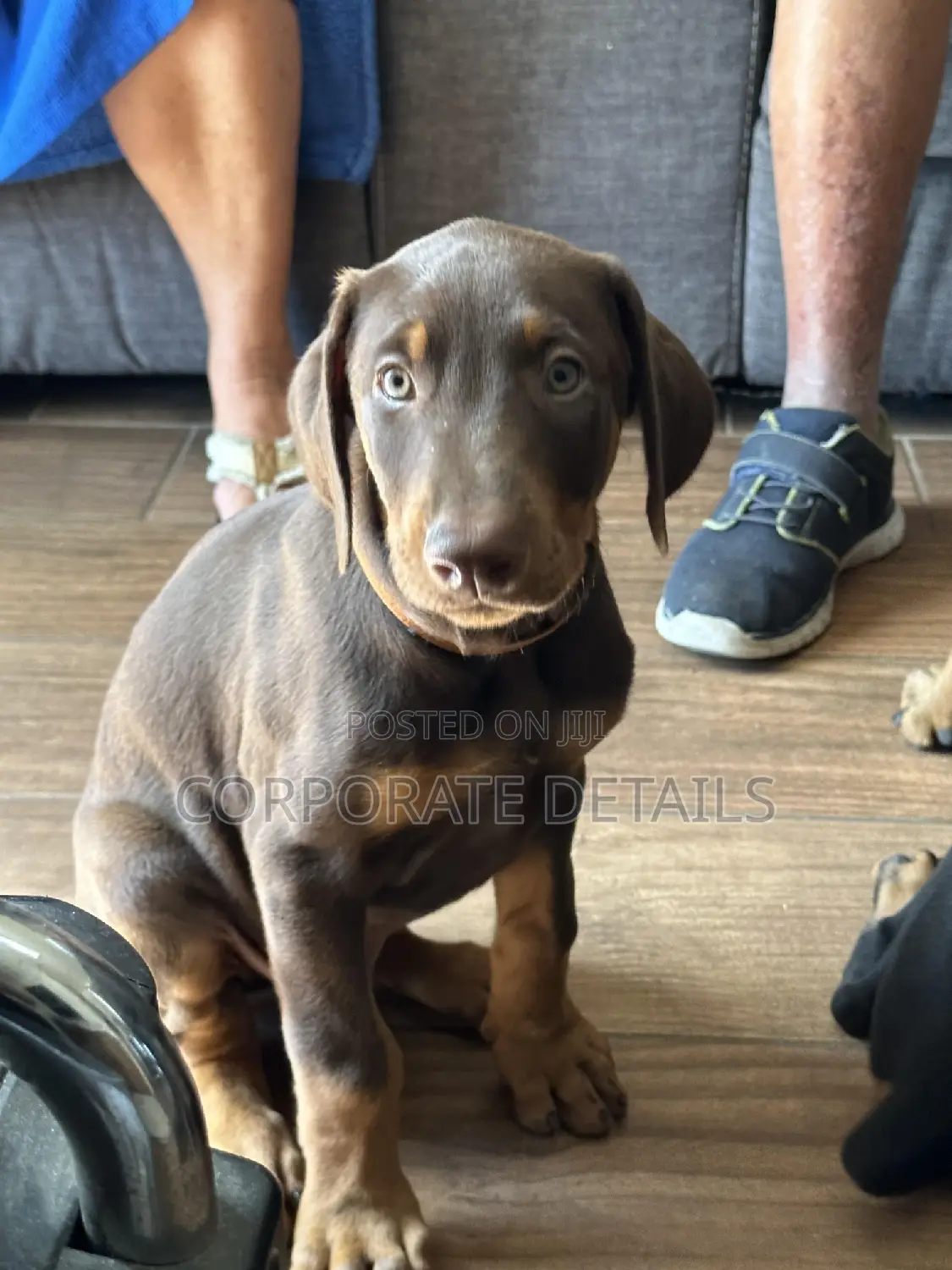 1-3 months Male Purebred Doberman Pinscher
