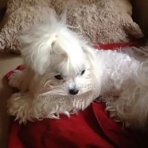 1-3 months Male Purebred Maltese