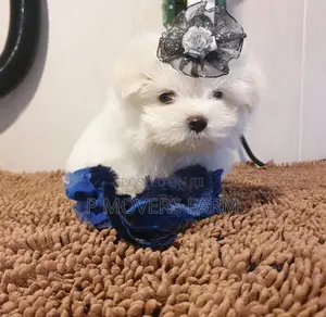 1-3 months Female Purebred Maltese
