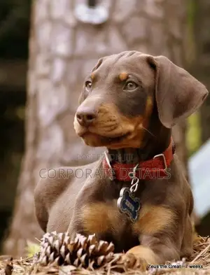 1-3 months Male Purebred Doberman Pinscher