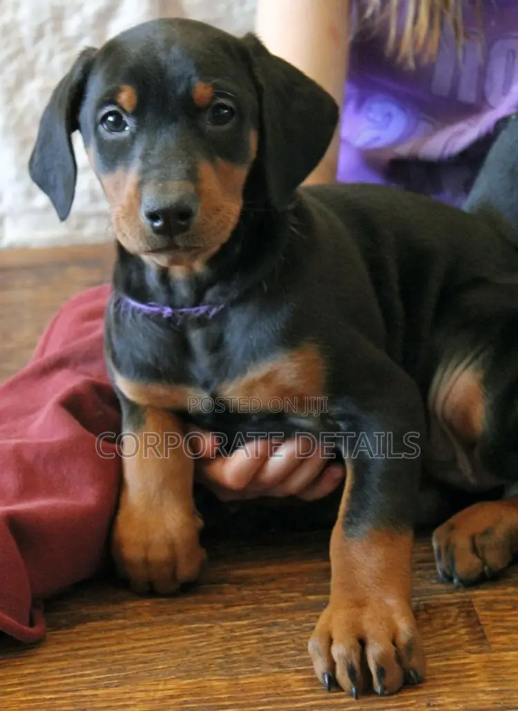 1-3 months Male Purebred Doberman Pinscher