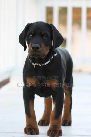 1-3 months Male Purebred Doberman Pinscher