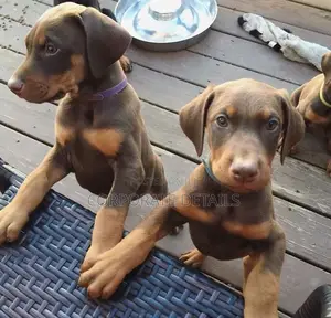 1-3 months Male Purebred Doberman Pinscher