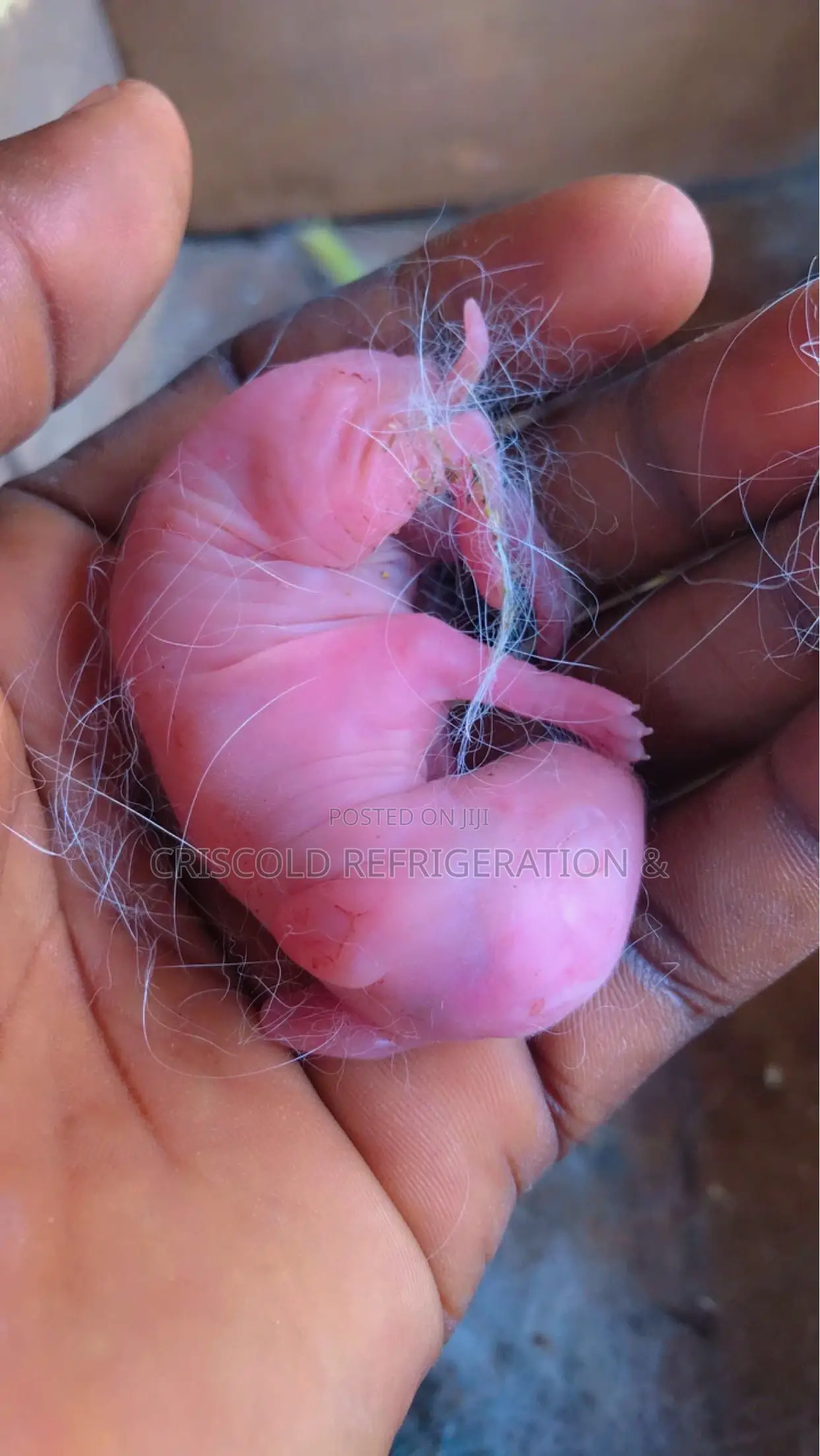 Rabbits for Sale