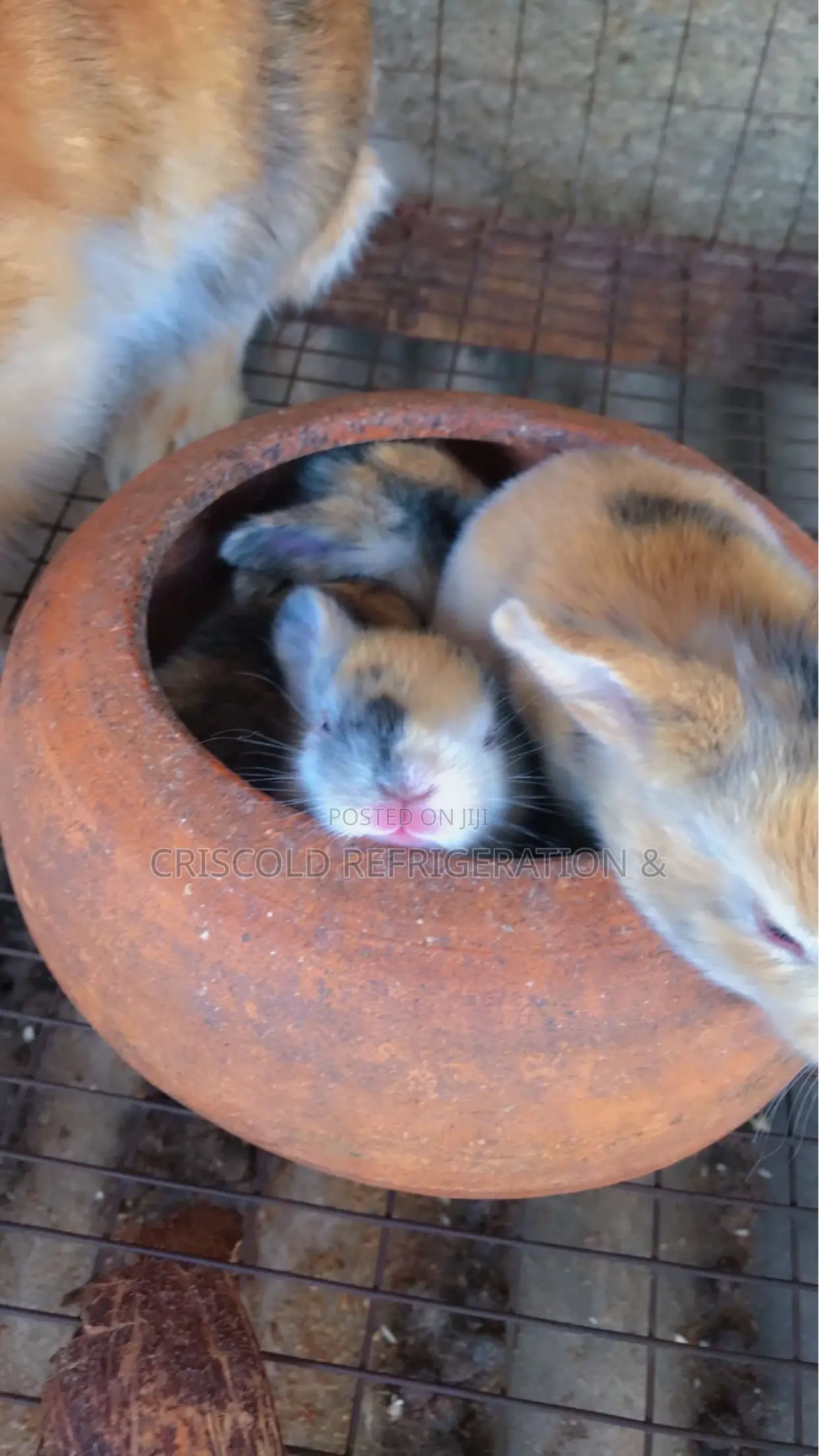 Rabbits for Sale