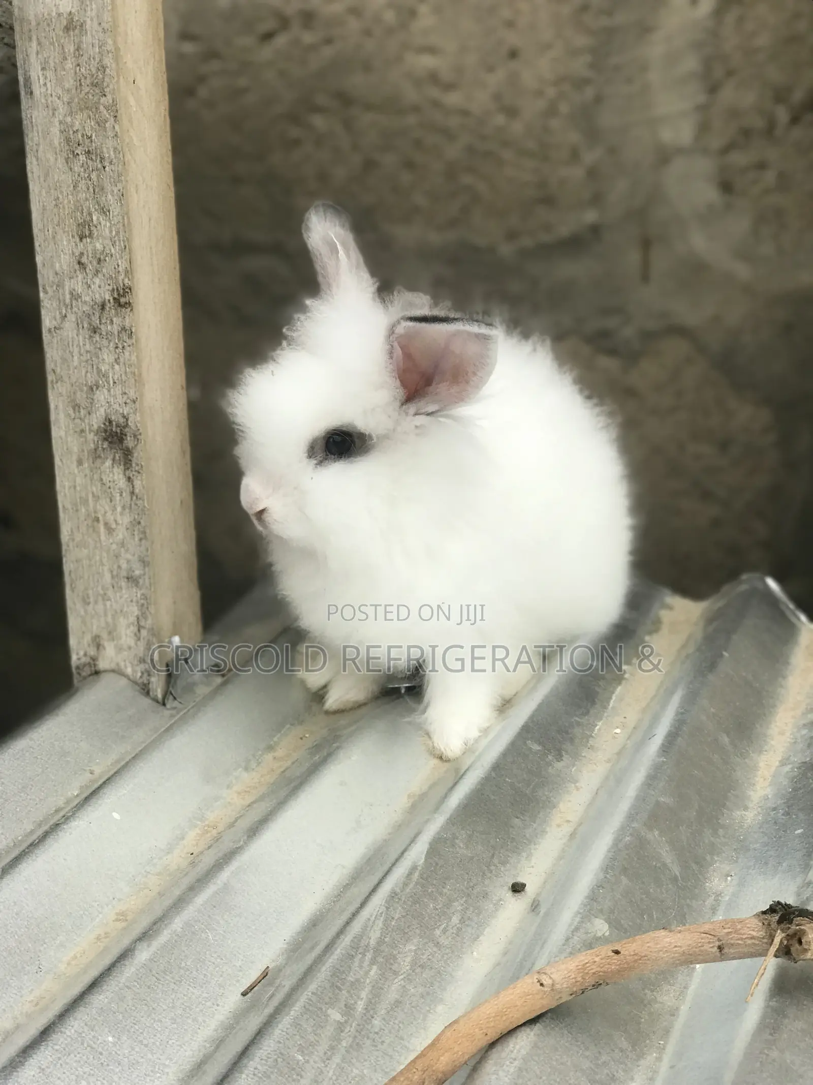 Rabbits for Sale