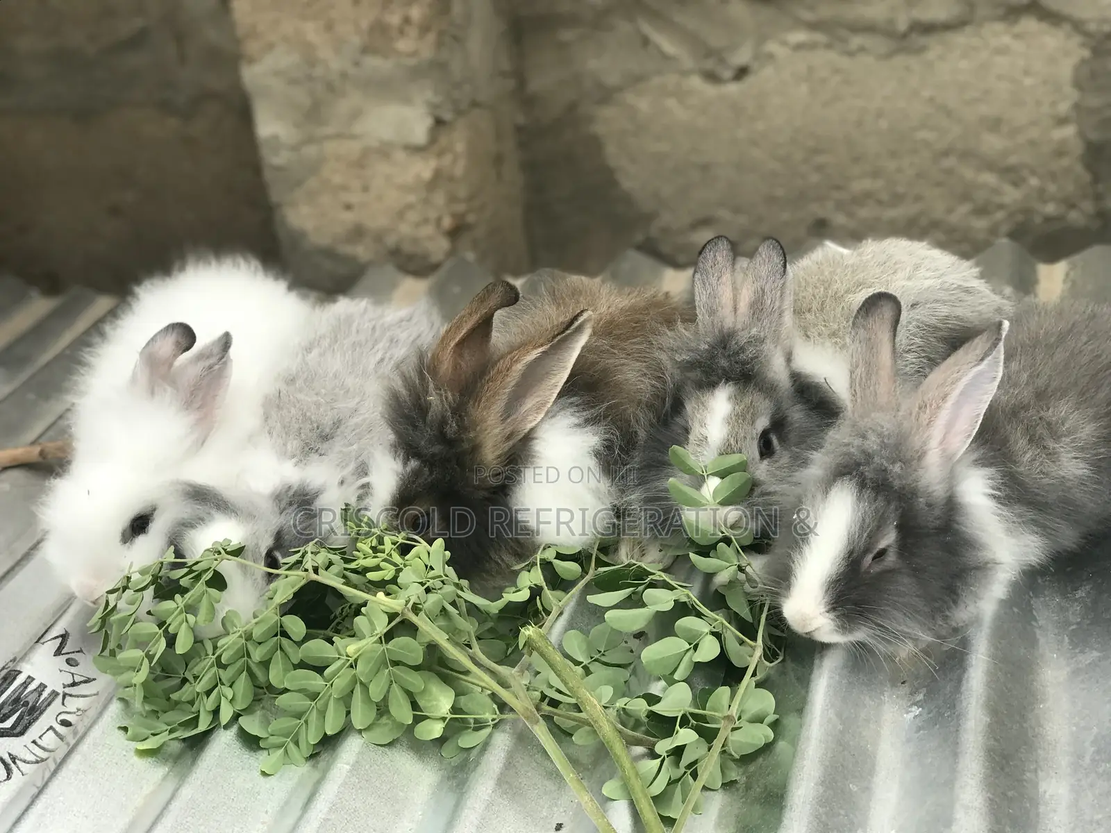 Rabbits for Sale