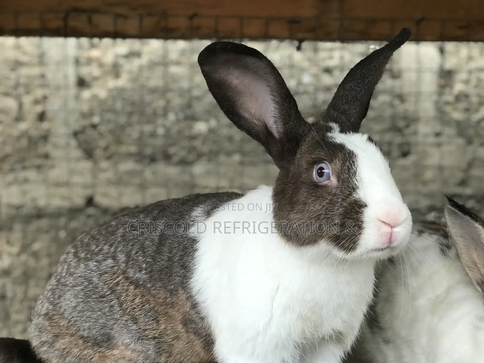 Rabbits for Sale